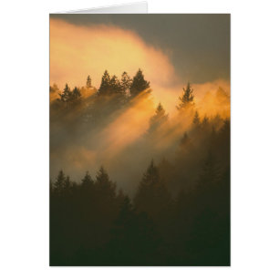 Redwood trees in coastal fog, Marin County,
