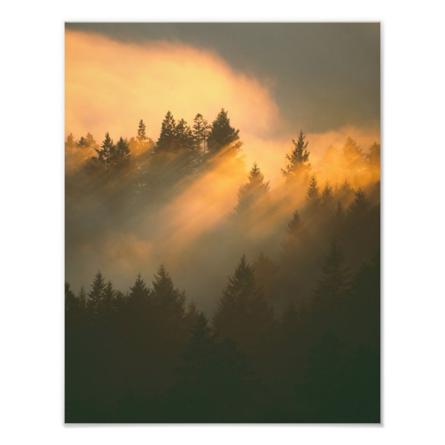 Redwood trees in coastal fog, Marin County, Photo Print (Front)