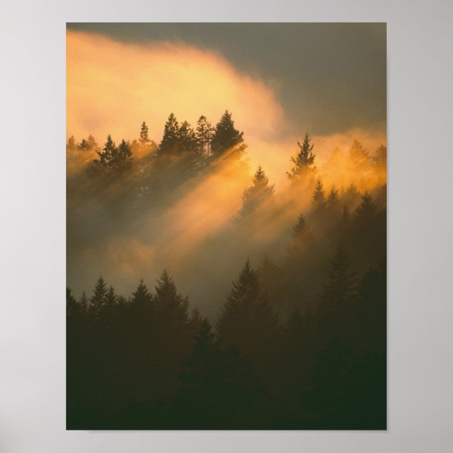 Redwood trees in coastal fog, Marin County, Poster (Front)