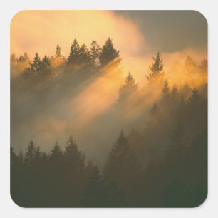 Redwood trees in coastal fog, Marin County, Square Sticker