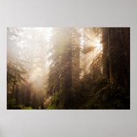 Redwood Trees in Morning Fog with Sunrays