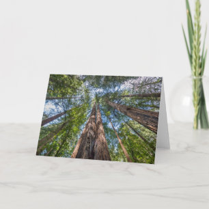 Redwood Trees Marin County, California Card
