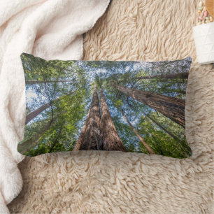 Redwood Trees   Marin County, California Lumbar Cushion