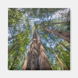 Redwood Trees   Marin County, California Magnet