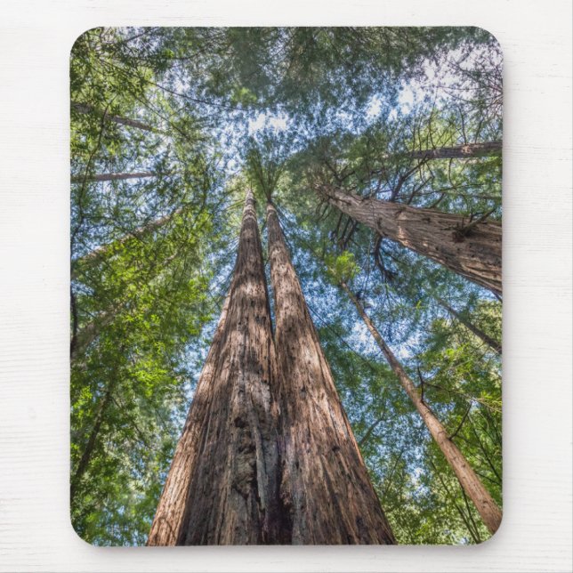 Redwood Trees | Marin County, California Mouse Pad (Front)
