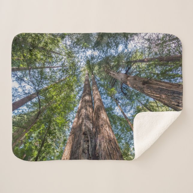 Redwood Trees | Marin County, California Sherpa Blanket (Front (Horizontal))