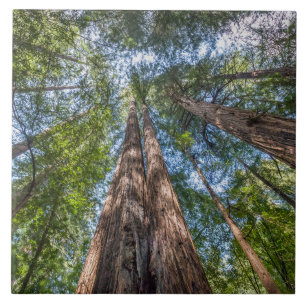 Redwood Trees Marin County, California Tile