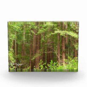 Redwood Trees Photo Block
