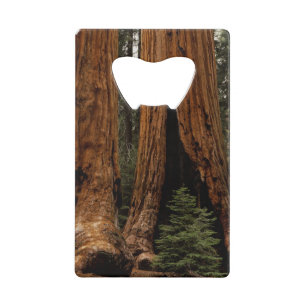 Redwood Trees, Sequoia National Park.