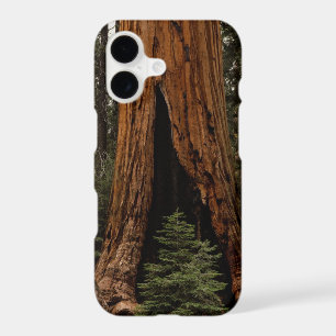 Redwood Trees, Sequoia National Park.