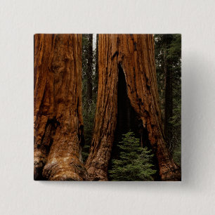 Redwood Trees, Sequoia National Park. 15 Cm Square Badge