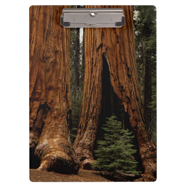 Redwood Trees, Sequoia National Park. Clipboard (Front)