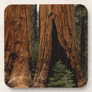 Redwood Trees, Sequoia National Park. Coaster