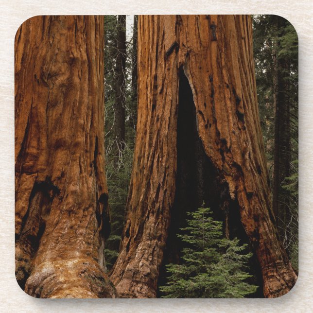 Redwood Trees, Sequoia National Park. Coaster (Front)