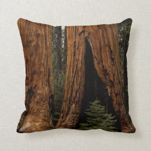 Redwood Trees, Sequoia National Park. Cushion