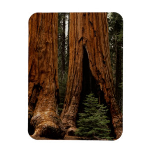 Redwood Trees, Sequoia National Park. Magnet