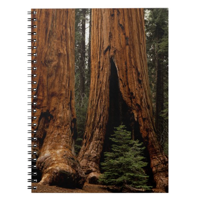 Redwood Trees, Sequoia National Park. Notebook (Front)