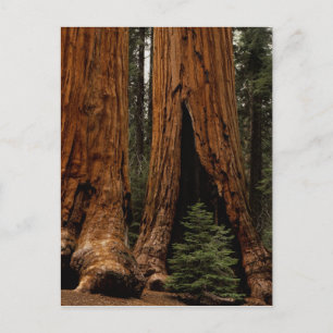 Redwood Trees, Sequoia National Park. Postcard