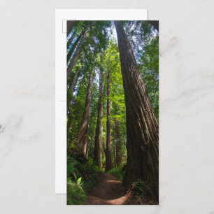 Redwood Trees Tall Postcard