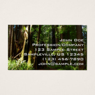 Redwoods and Ferns at Redwood National Park