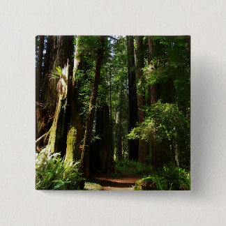 Redwoods and Ferns at Redwood National Park 15 Cm Square Badge