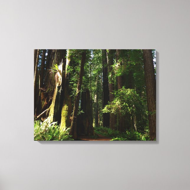 Redwoods and Ferns at Redwood National Park Canvas Print (Front)