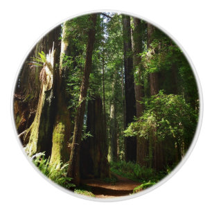 Redwoods and Ferns at Redwood National Park Ceramic Knob