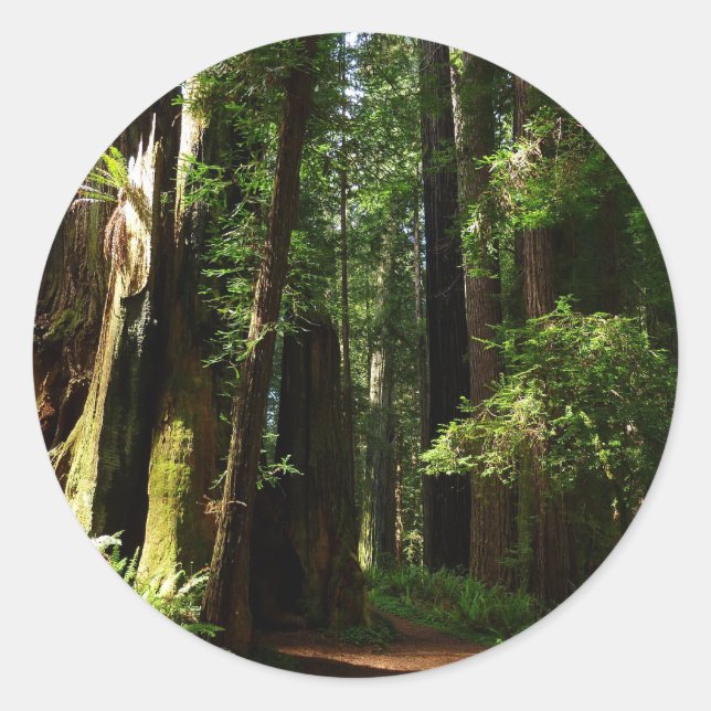 Redwoods and Ferns at Redwood National Park Classic Round Sticker (Front)