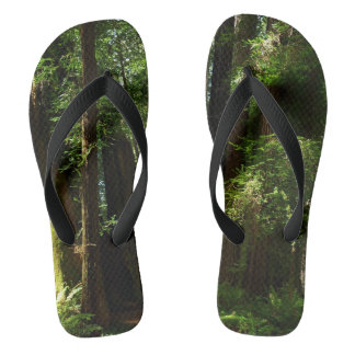 Redwoods and Ferns at Redwood National Park Jandals