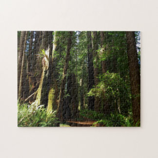 Redwoods and Ferns at Redwood National Park Jigsaw Puzzle