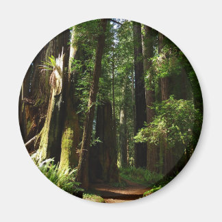 Redwoods and Ferns at Redwood National Park Magnet
