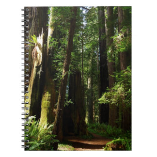 Redwoods and Ferns at Redwood National Park Notebook