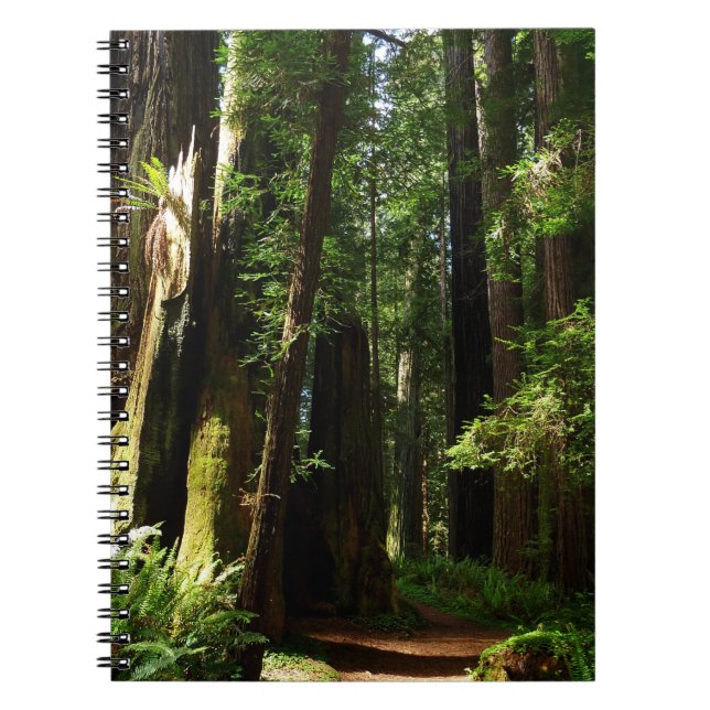 Redwoods and Ferns at Redwood National Park Notebook (Front)
