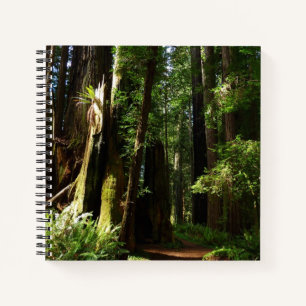 Redwoods and Ferns at Redwood National Park Notebook