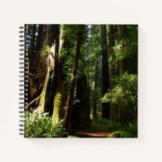 Redwoods and Ferns at Redwood National Park Notebook