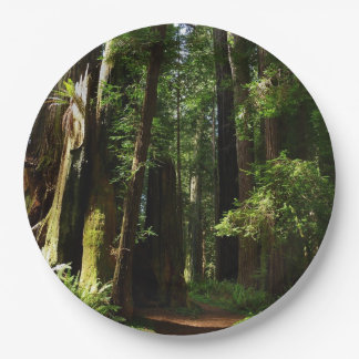 Redwoods and Ferns at Redwood National Park Paper Plate