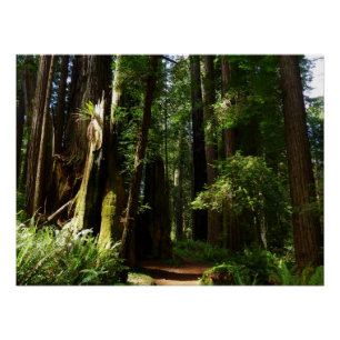 Redwoods and Ferns at Redwood National Park Poster