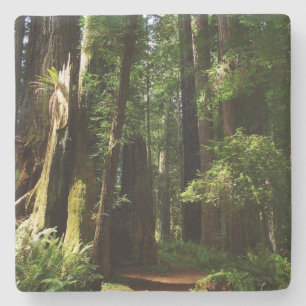 Redwoods and Ferns at Redwood National Park Stone Coaster