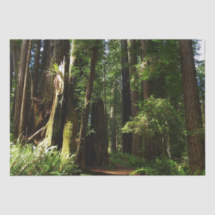 Redwoods and Ferns at Redwood National Park Tissue Paper