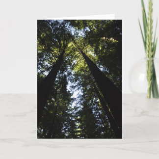 Redwoods Card