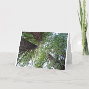 Redwoods Greeting Card