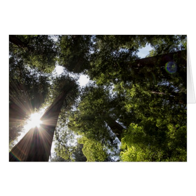 Redwoods, Humboldt Redwoods State Park (Front Horizontal)