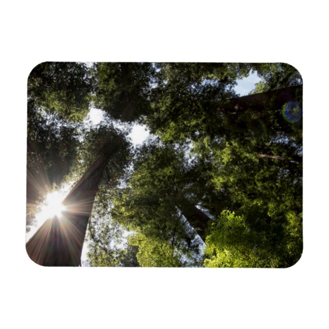 Redwoods, Humboldt Redwoods State Park Magnet (Horizontal)