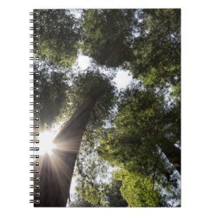 Redwoods, Humboldt Redwoods State Park Notebook