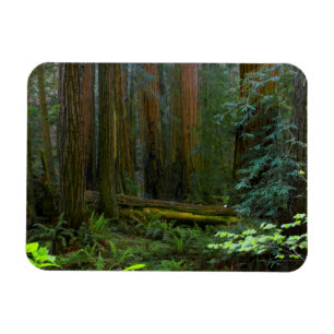 Redwoods In Muir Woods National Park Magnet