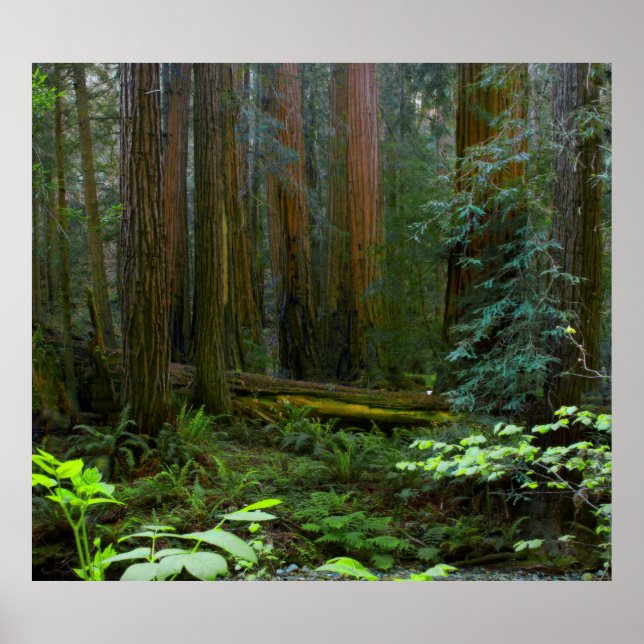 Redwoods In Muir Woods National Park Poster (Front)