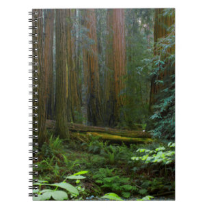 Redwoods In Muir Woods National Park Spiral Notebook