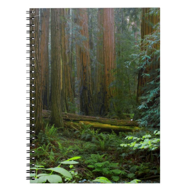 Redwoods In Muir Woods National Park Spiral Notebook (Front)