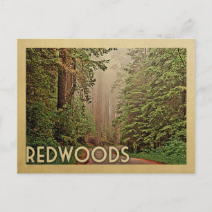 Redwoods National Park California Vintage Travel Postcard