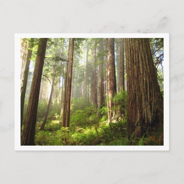 Redwoods Postcard (Front)